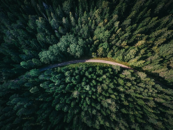 forest road
